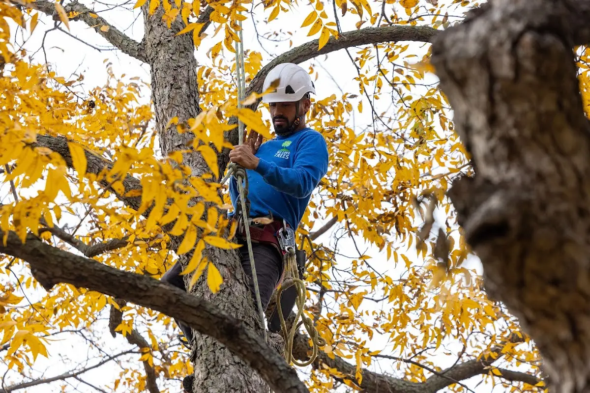 Skilled Tree Pruning crew working in Long Prairie