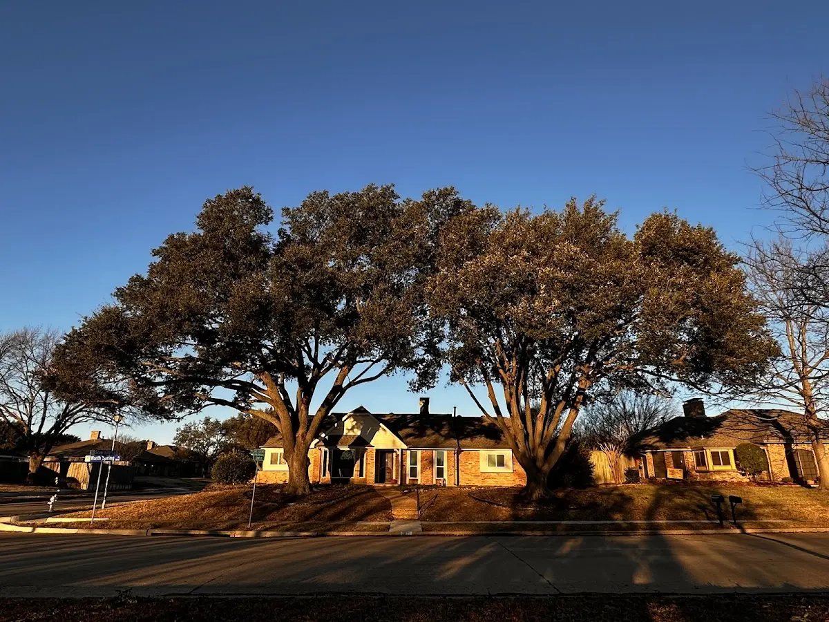Established residential canopy tree shading a home in Long Prairie